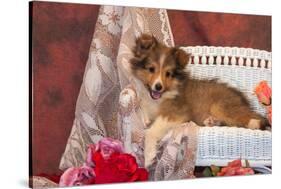 Shetland Sheepdog Lying on a White Wicker Couch and Doily-Zandria Muench Beraldo-Stretched Canvas