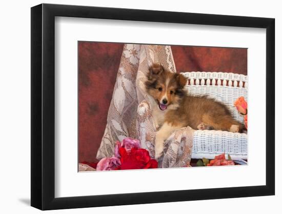 Shetland Sheepdog Lying on a White Wicker Couch and Doily-Zandria Muench Beraldo-Framed Photographic Print