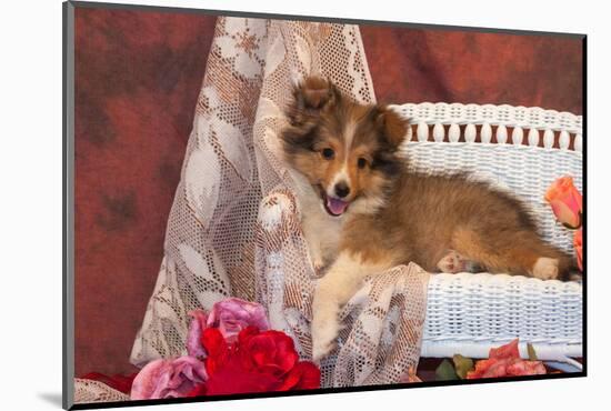 Shetland Sheepdog Lying on a White Wicker Couch and Doily-Zandria Muench Beraldo-Mounted Photographic Print