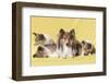 Shetland Sheepdog Mother and puppies-Zandria Muench Beraldo-Framed Photographic Print