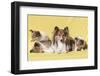 Shetland Sheepdog Mother and puppies-Zandria Muench Beraldo-Framed Photographic Print