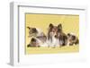 Shetland Sheepdog Mother and puppies-Zandria Muench Beraldo-Framed Photographic Print