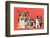 Shetland Sheepdog Mother and puppies-Zandria Muench Beraldo-Framed Photographic Print