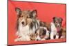 Shetland Sheepdog Mother and puppies-Zandria Muench Beraldo-Mounted Photographic Print