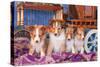 Shetland Sheepdog Puppies Sitting by Small Wooden Wagon-Zandria Muench Beraldo-Stretched Canvas