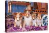 Shetland Sheepdog Puppies Sitting by Small Wooden Wagon-Zandria Muench Beraldo-Stretched Canvas