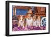 Shetland Sheepdog Puppies Sitting by Small Wooden Wagon-Zandria Muench Beraldo-Framed Photographic Print