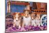 Shetland Sheepdog Puppies Sitting by Small Wooden Wagon-Zandria Muench Beraldo-Mounted Photographic Print