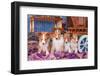 Shetland Sheepdog Puppies Sitting by Small Wooden Wagon-Zandria Muench Beraldo-Framed Photographic Print