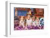 Shetland Sheepdog Puppies Sitting by Small Wooden Wagon-Zandria Muench Beraldo-Framed Photographic Print