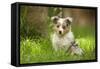 Shetland Sheepdog Puppies with Odd Eyes-null-Framed Stretched Canvas