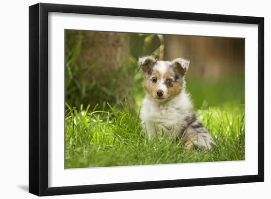 Shetland Sheepdog Puppies with Odd Eyes-null-Framed Photographic Print