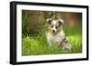 Shetland Sheepdog Puppies with Odd Eyes-null-Framed Photographic Print