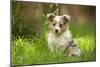 Shetland Sheepdog Puppies with Odd Eyes-null-Mounted Photographic Print
