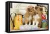 Shetland Sheepdog Puppies-null-Framed Stretched Canvas