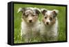 Shetland Sheepdog Puppies-null-Framed Stretched Canvas