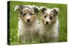 Shetland Sheepdog Puppies-null-Stretched Canvas