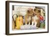 Shetland Sheepdog Puppies-null-Framed Photographic Print