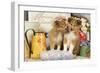 Shetland Sheepdog Puppies-null-Framed Photographic Print