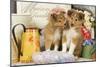 Shetland Sheepdog Puppies-null-Mounted Photographic Print