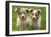 Shetland Sheepdog Puppies-null-Framed Photographic Print