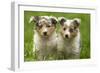 Shetland Sheepdog Puppies-null-Framed Photographic Print