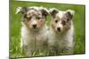 Shetland Sheepdog Puppies-null-Mounted Photographic Print