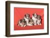 Shetland Sheepdog puppies-Zandria Muench Beraldo-Framed Photographic Print