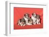 Shetland Sheepdog puppies-Zandria Muench Beraldo-Framed Photographic Print