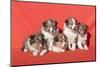 Shetland Sheepdog puppies-Zandria Muench Beraldo-Mounted Photographic Print