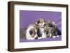 Shetland Sheepdog puppies-Zandria Muench Beraldo-Framed Photographic Print