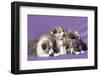 Shetland Sheepdog puppies-Zandria Muench Beraldo-Framed Photographic Print