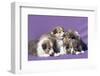 Shetland Sheepdog puppies-Zandria Muench Beraldo-Framed Photographic Print