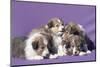 Shetland Sheepdog puppies-Zandria Muench Beraldo-Mounted Photographic Print