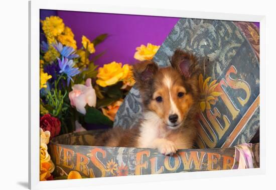 Shetland Sheepdog Puppy in a Hat Box-Zandria Muench Beraldo-Framed Photographic Print