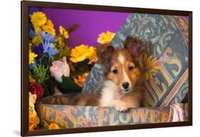 Shetland Sheepdog Puppy in a Hat Box-Zandria Muench Beraldo-Framed Photographic Print