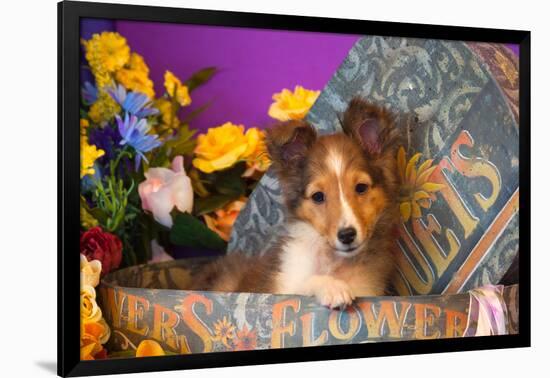 Shetland Sheepdog Puppy in a Hat Box-Zandria Muench Beraldo-Framed Photographic Print