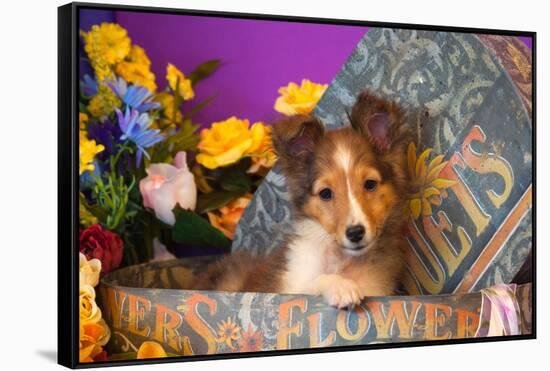 Shetland Sheepdog Puppy in a Hat Box-Zandria Muench Beraldo-Framed Stretched Canvas