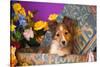 Shetland Sheepdog Puppy in a Hat Box-Zandria Muench Beraldo-Stretched Canvas