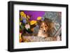 Shetland Sheepdog Puppy in a Hat Box-Zandria Muench Beraldo-Framed Photographic Print