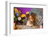 Shetland Sheepdog Puppy in a Hat Box-Zandria Muench Beraldo-Framed Photographic Print