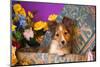 Shetland Sheepdog Puppy in a Hat Box-Zandria Muench Beraldo-Mounted Photographic Print