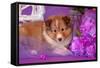 Shetland Sheepdog Puppy Lying in Purple-Zandria Muench Beraldo-Framed Stretched Canvas