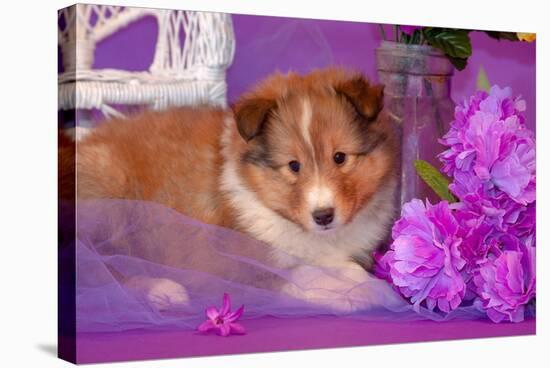 Shetland Sheepdog Puppy Lying in Purple-Zandria Muench Beraldo-Stretched Canvas