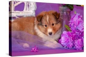 Shetland Sheepdog Puppy Lying in Purple-Zandria Muench Beraldo-Stretched Canvas