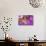 Shetland Sheepdog Puppy Lying in Purple-Zandria Muench Beraldo-Photographic Print displayed on a wall