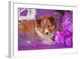 Shetland Sheepdog Puppy Lying in Purple-Zandria Muench Beraldo-Framed Photographic Print