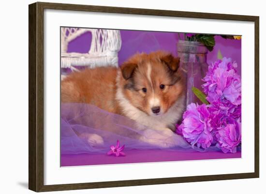 Shetland Sheepdog Puppy Lying in Purple-Zandria Muench Beraldo-Framed Photographic Print