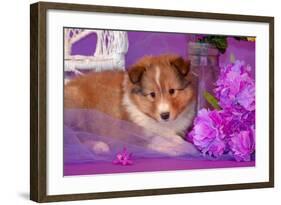 Shetland Sheepdog Puppy Lying in Purple-Zandria Muench Beraldo-Framed Photographic Print