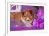 Shetland Sheepdog Puppy Lying in Purple-Zandria Muench Beraldo-Framed Photographic Print